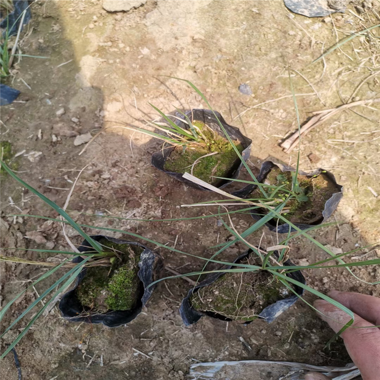 浙江小兔子狼尾草批发 适合大片种植的小兔子狼尾草基地 江瑞观赏草