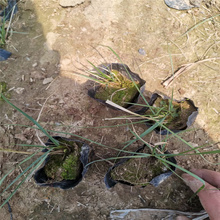 浙江小兔子狼尾草批发 适合大片种植的小兔子狼尾草基地 江瑞观赏草