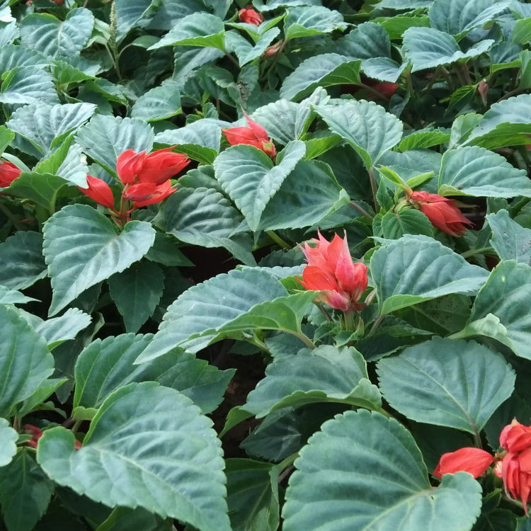 江瑞花卉一串红盆栽时令草花批发 花序修长 色红鲜艳