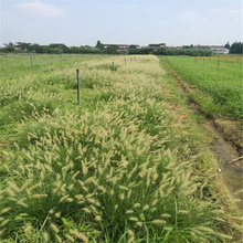 江西小兔子狼尾草出售 花镜点缀小兔子狼尾草价格 江瑞