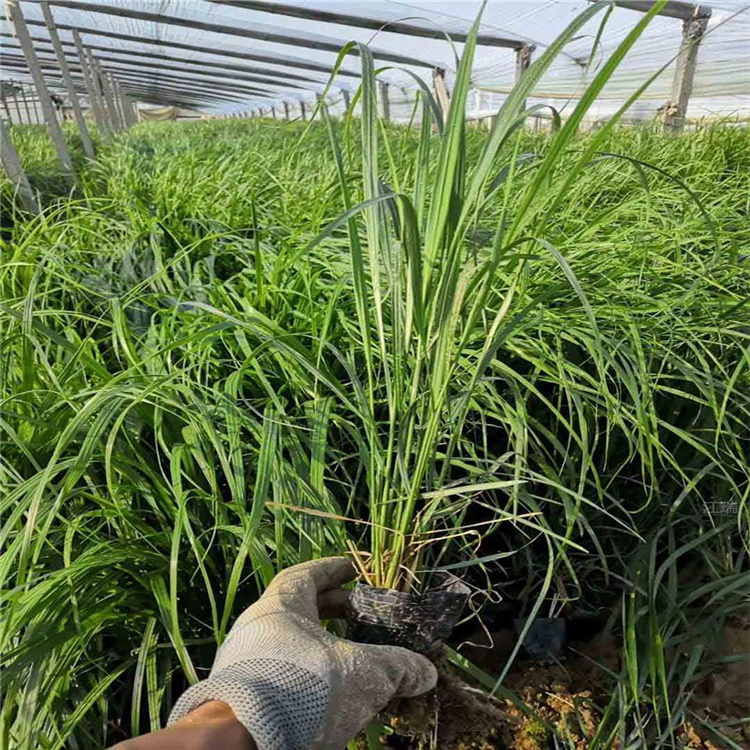 江瑞现货供应拂子茅 卡尔拂子茅种子基地 水边绿化拂子茅