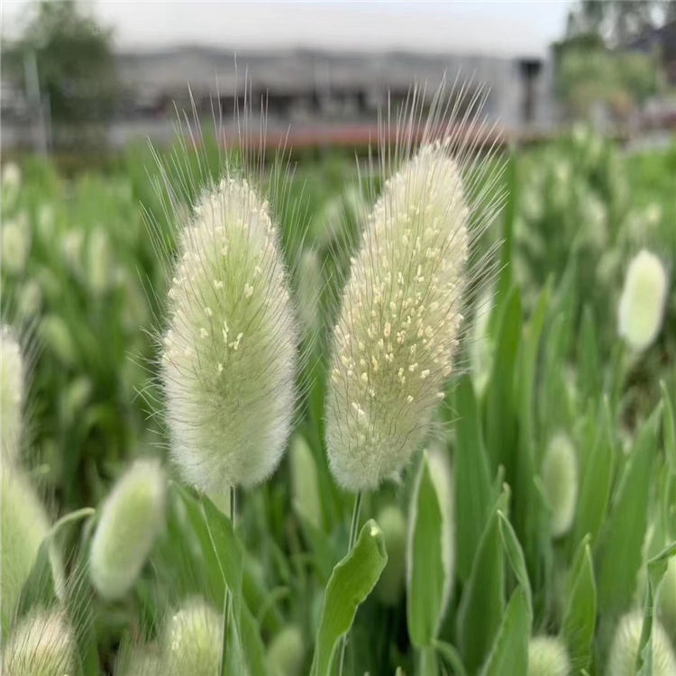 兔尾草价格 进口兔尾草种子批发 江瑞观赏草基地