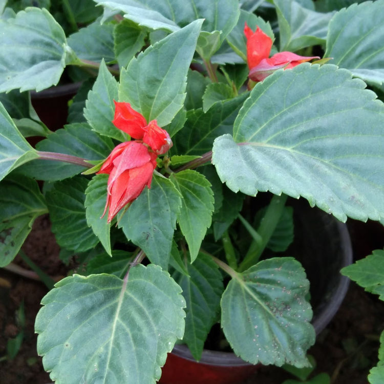 五一十一节日组摆 山东一串红小苗种植基地报价 