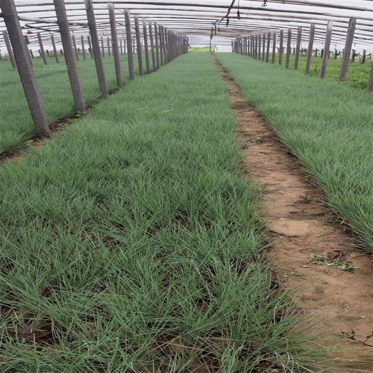 护坡绿化糖蜜草出售 江苏毛冠蜜糖草价格 江瑞观赏草基地