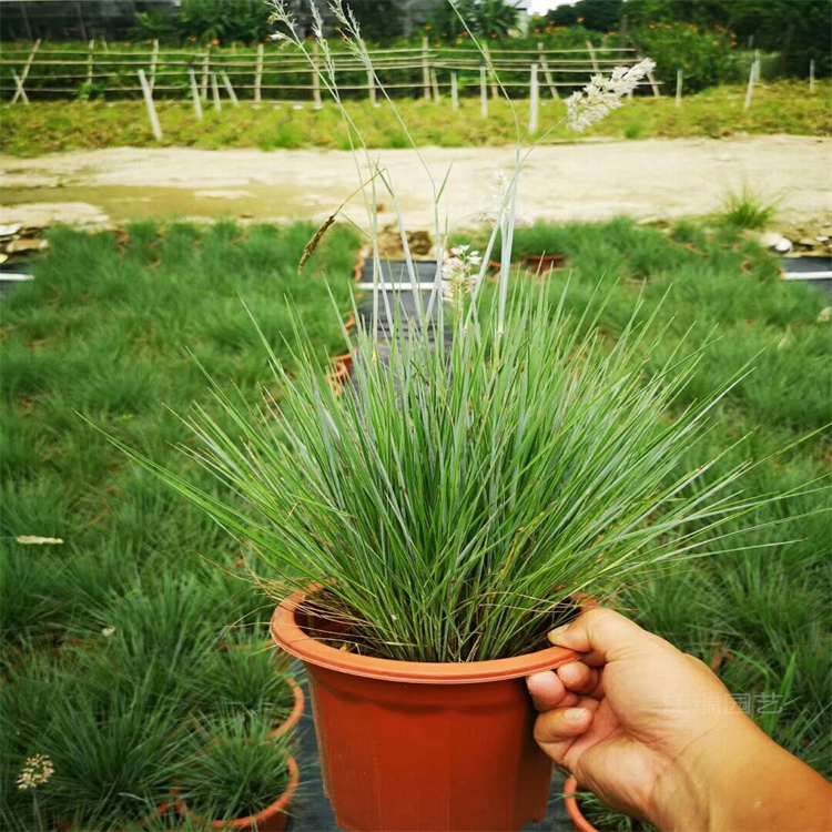 毛冠蜜糖草基地 毛冠草出售 花镜点缀糖蜜草批发 江瑞