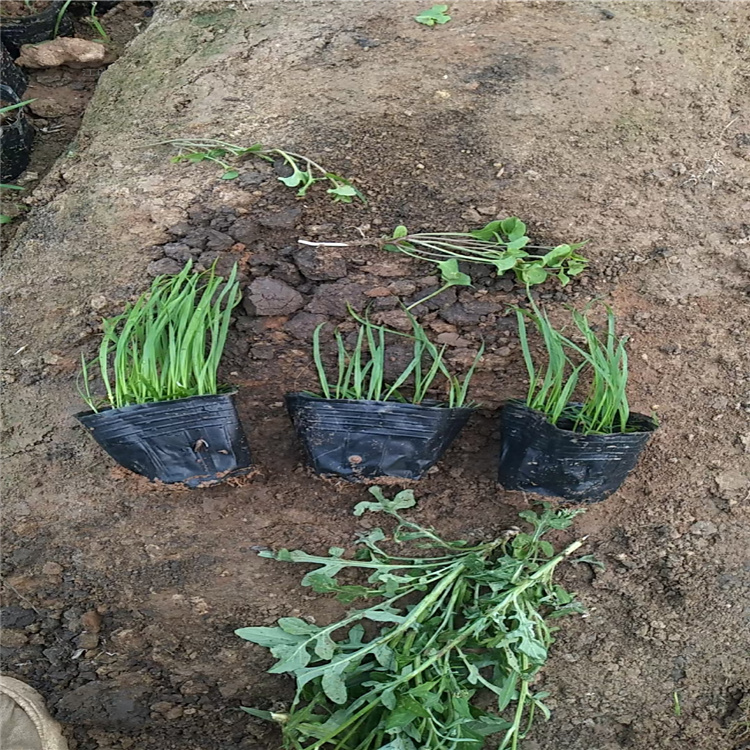 新疆狼尾草种子批发 多芽狼尾草种植基地 护坡绿化狼尾草