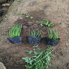 新疆狼尾草种子批发 多芽狼尾草种植基地 护坡绿化狼尾草