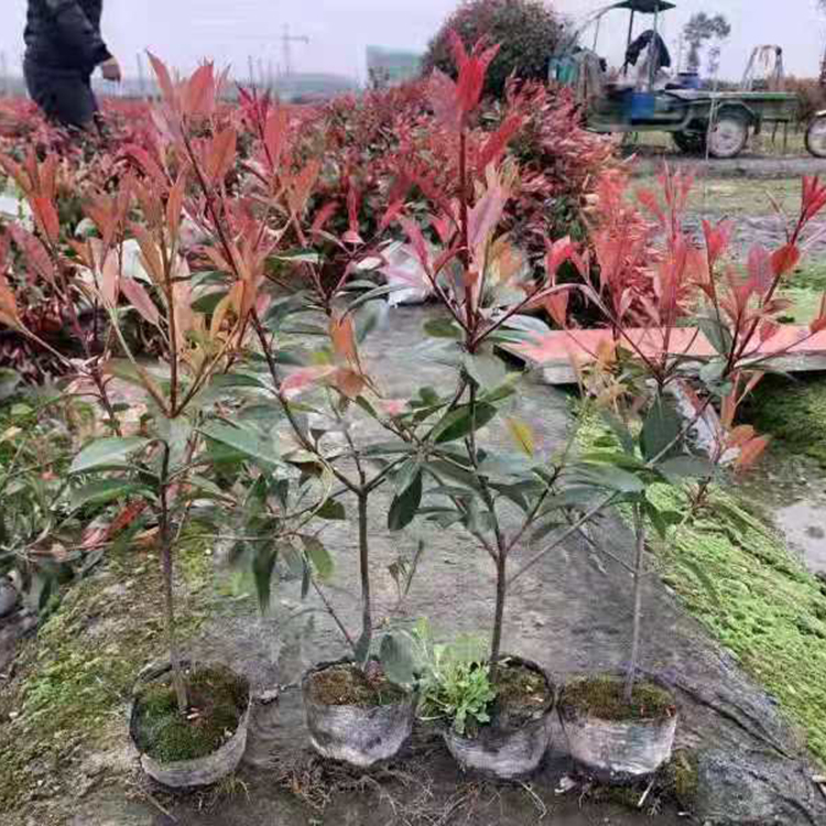 红叶石楠价格 观赏价值高的红叶石楠 量大价优