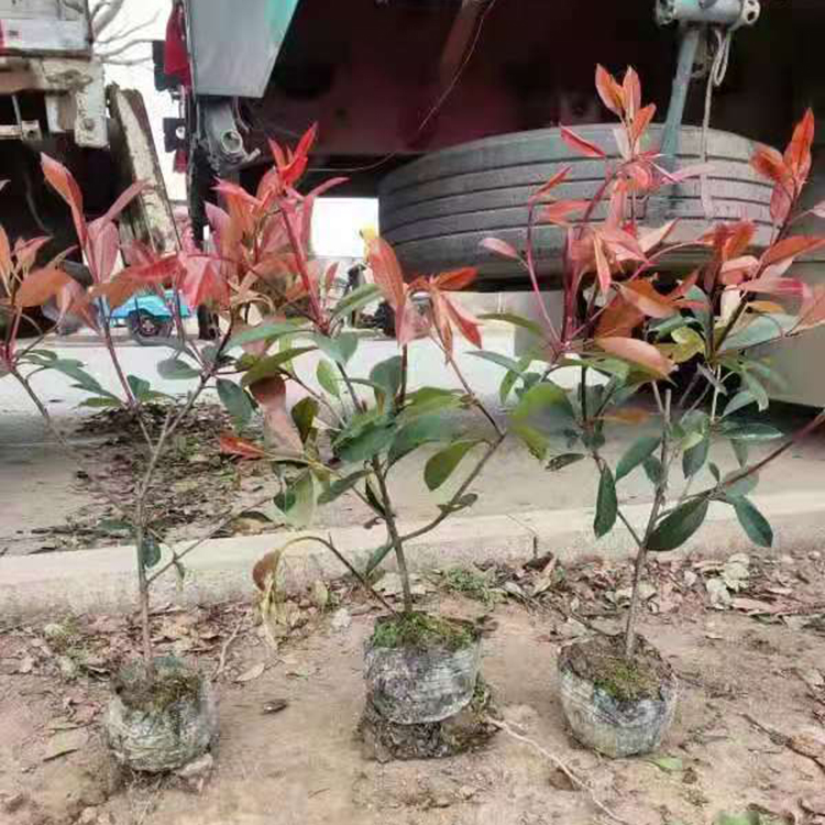 红叶石楠基地 好成活的红叶石楠 欢迎来电