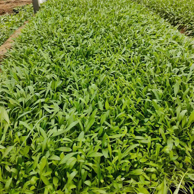 大花金鸡菊批发基地 观赏价值高的大花金鸡菊 易栽培