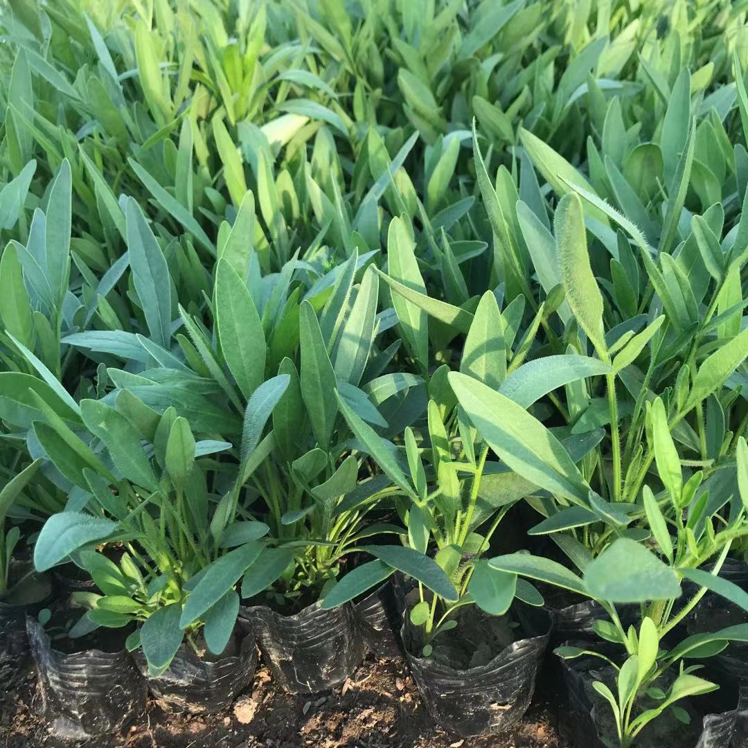 雅尼花卉金鸡菊 金鸡菊批发基地 易栽培