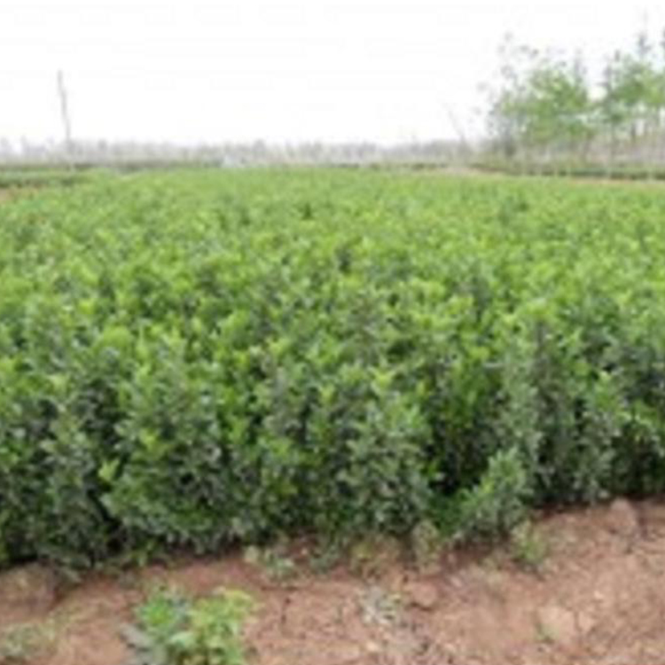 大叶扶芳藤培育基地 园林工程用 青州绿化苗木 扶芳藤