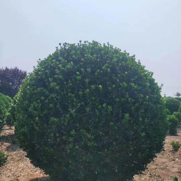 冬青球 山东冬青球种植基地