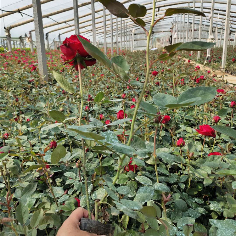 批发基地 大花月季 大花月季种植基地