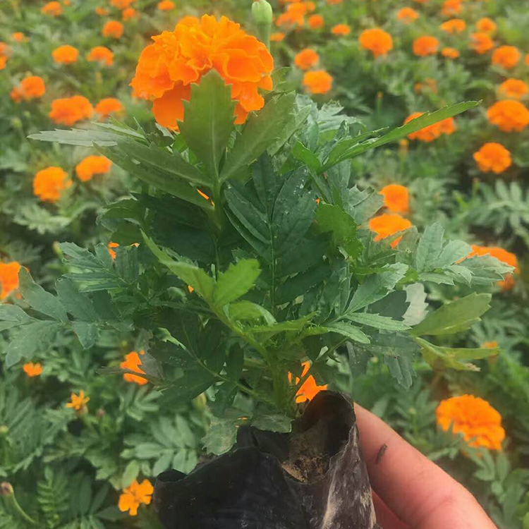 苗圃基地批发 孔雀草 青州草花基地 孔雀草销售
