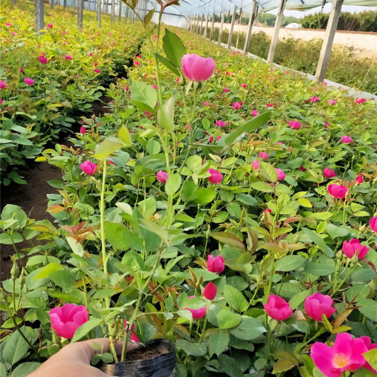 丰花月季行情 大量批发 山东丰花月季