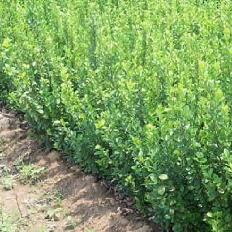 绿化用 大叶扶芳藤 大叶扶芳藤批发商