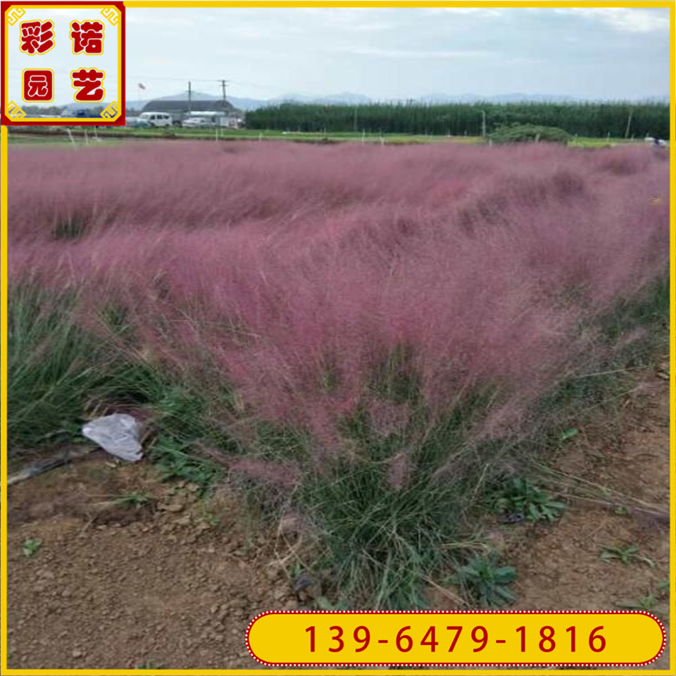 粉黛乱子草花苗价格 哪里有粉黛乱子草工程苗 青州花卉