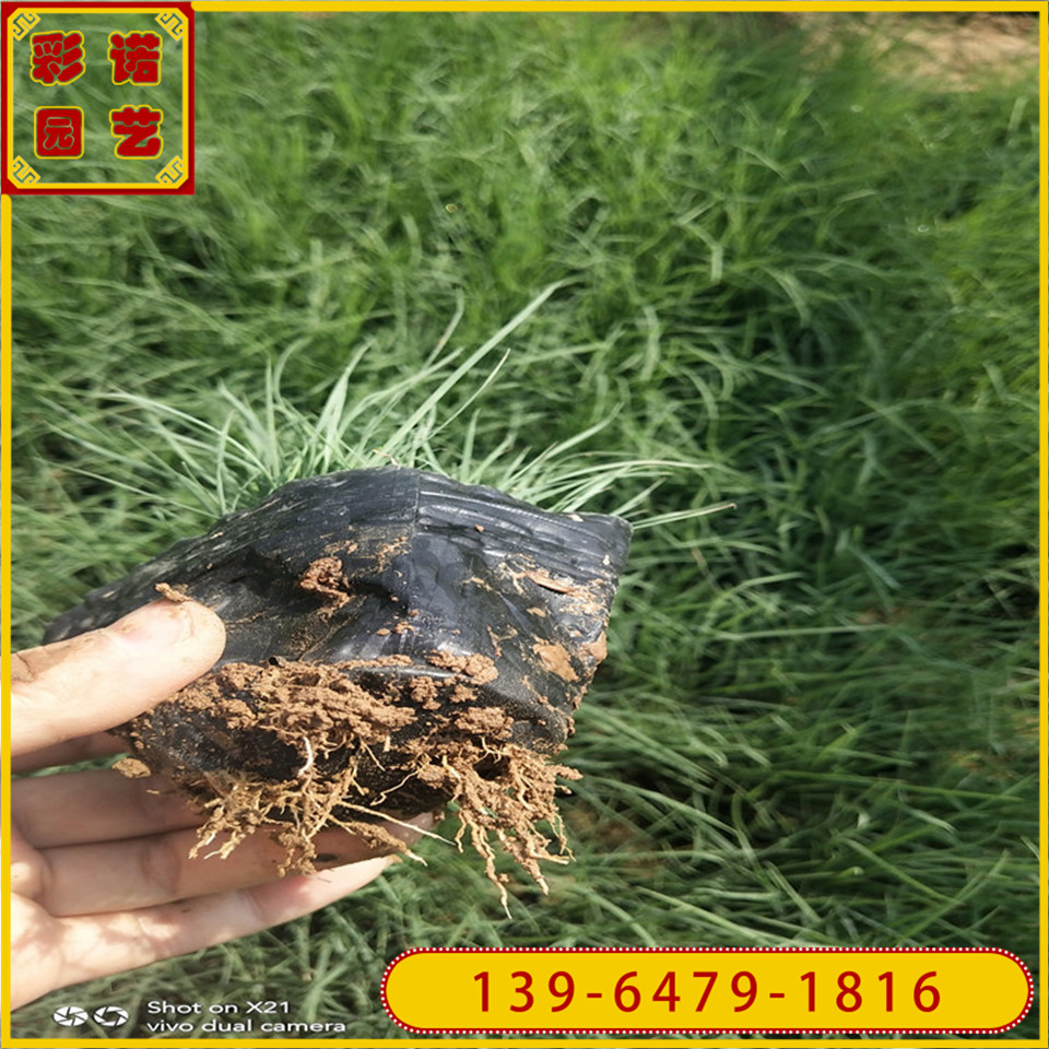 哪里有网红草粉黛乱子草小苗 粉黛乱子草一平方种多少 毛芒乱子草