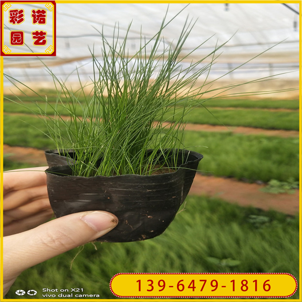山东观赏草 耐寒粉黛乱子草袋苗价格 毛芒乱子草种苗批发基地