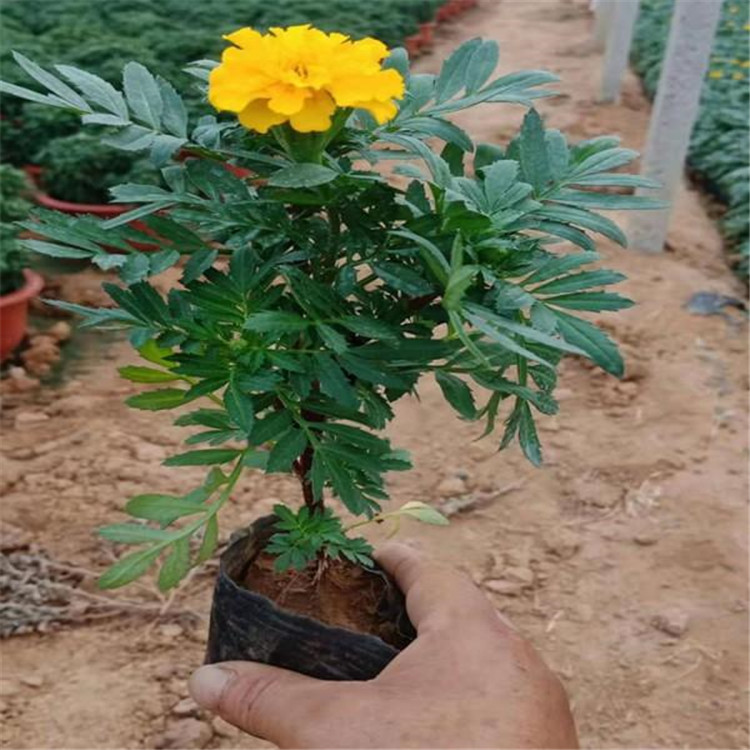 鑫杰  孔雀草种植基地  适应能力好