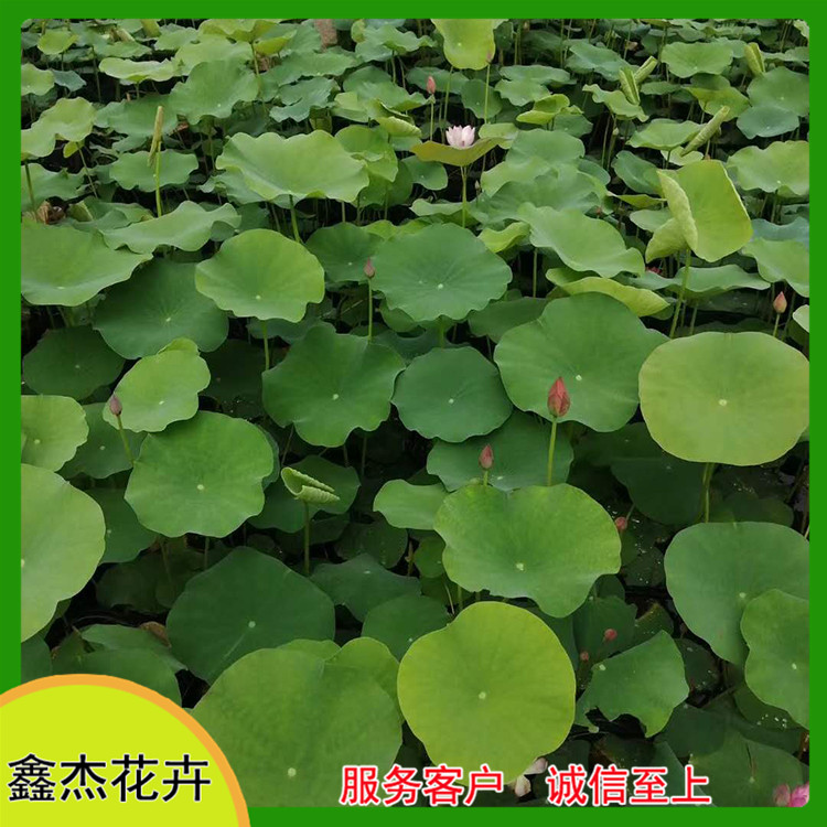 荷塘绿化荷花苗  开花荷花  品种多样，花色丰富