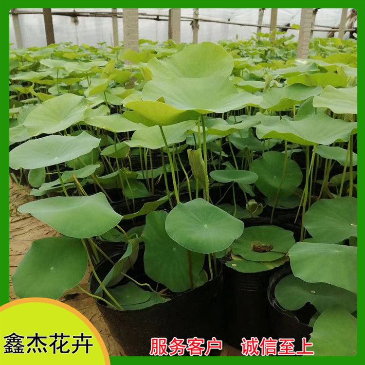 青州  荷花  池塘湖泊绿化用苗