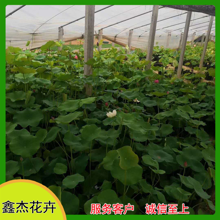 水面绿化荷花  荷花批发  品种多样，花色丰富