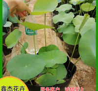 公园池塘观赏开花荷花  荷花批发商  适应能力好