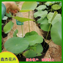 公园池塘观赏开花荷花  荷花批发商  适应能力好