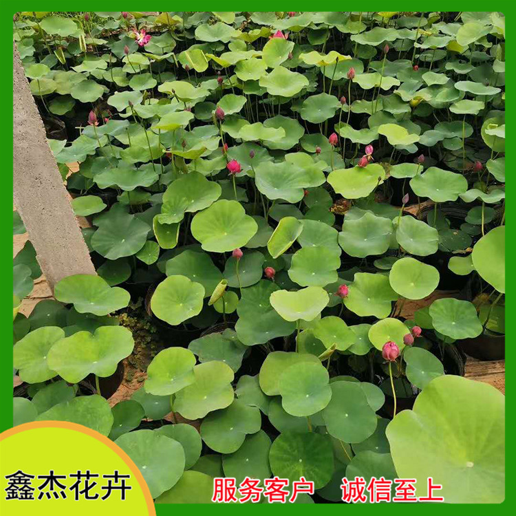 别墅庭院水面景观打造  开花荷花  池塘湖泊绿化用苗