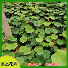 别墅庭院水面景观打造  开花荷花  池塘湖泊绿化用苗