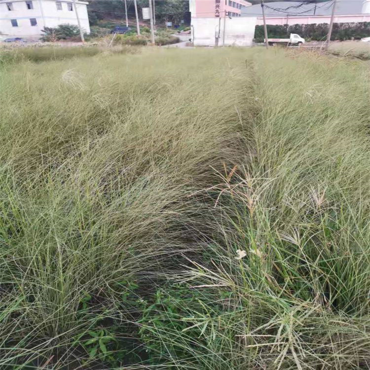 内蒙古晨光芒出售 园林观赏草晨光芒批发 江瑞