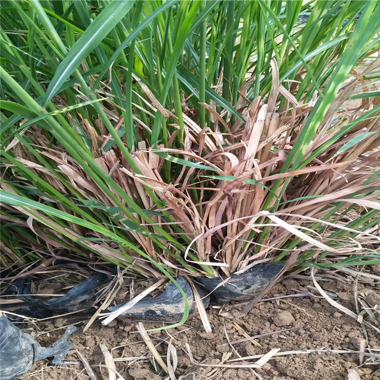 北京斑叶芒价格 园林观赏草斑叶芒供应 江瑞观赏草基地