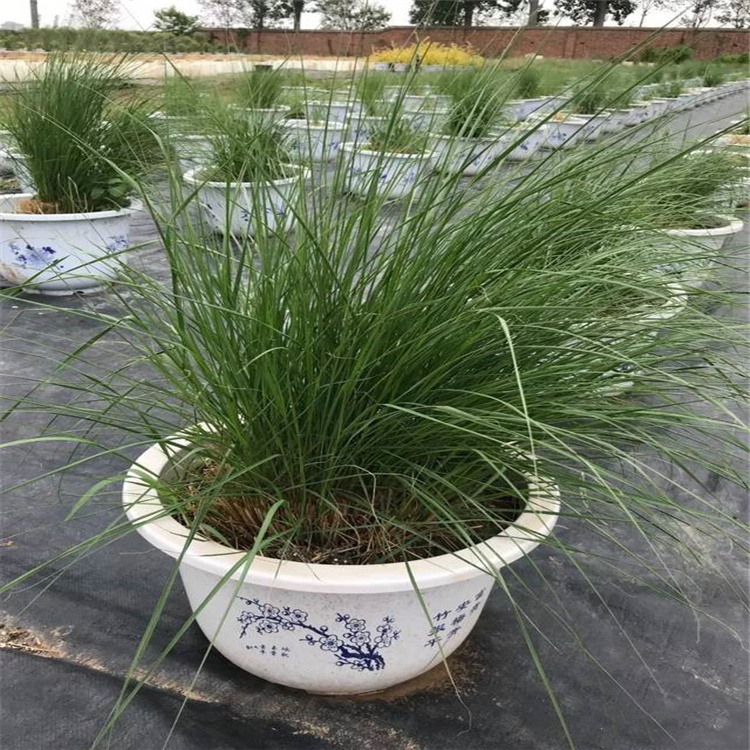 观赏草晨光芒价格 新疆晨光芒批发商 江瑞观赏草基地