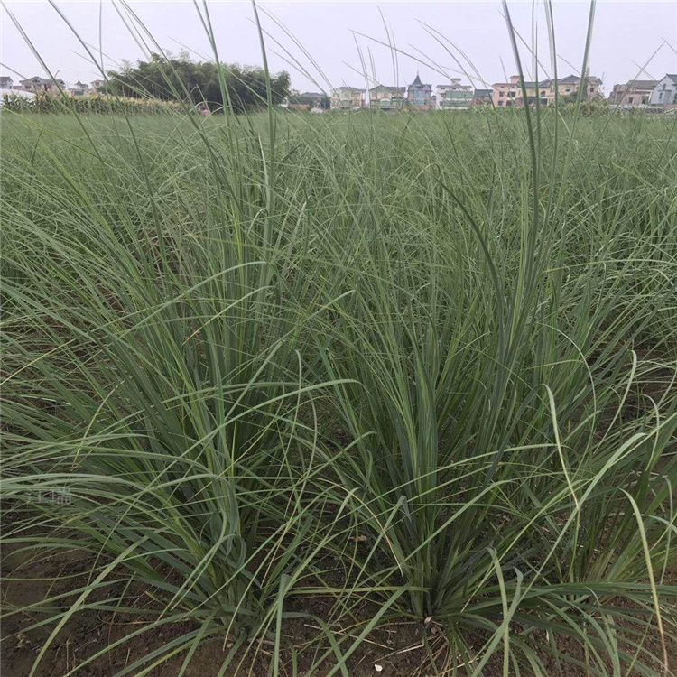路边绿化细叶芒出售 北京细叶芒价格 江瑞观赏草基地