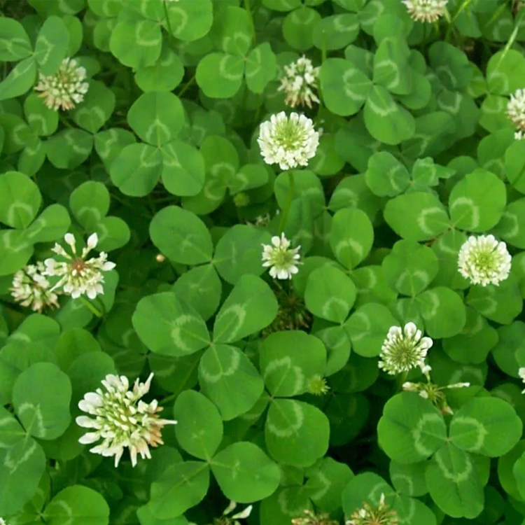 山东花卉白三叶种子价格 白花三叶草 价格从优