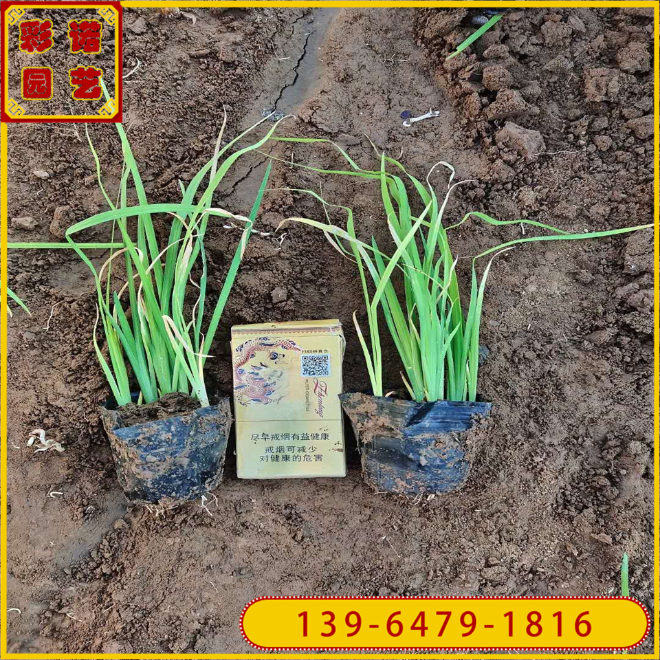 市政绿化花卉马兰花营养袋苗 工程绿化马兰花苗现货 山东货源