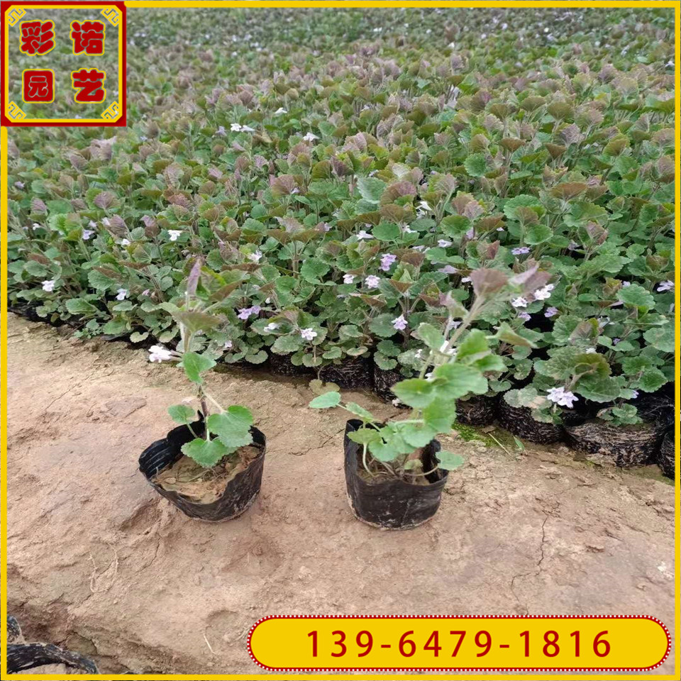 青州连钱草营养袋苗价格 工程绿化苗连钱草 连钱草图片