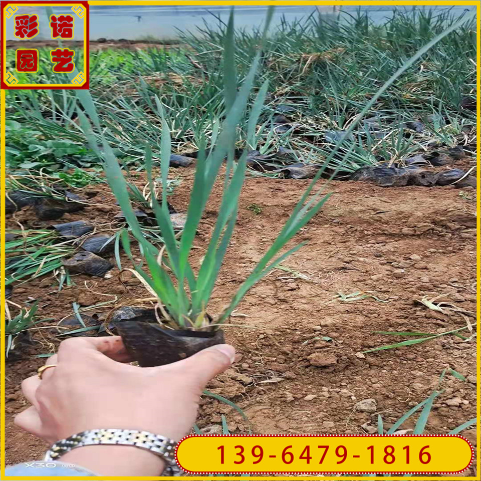多芽马莲小苗 多年生宿根花卉马兰花 植物耐寒马蔺花苗