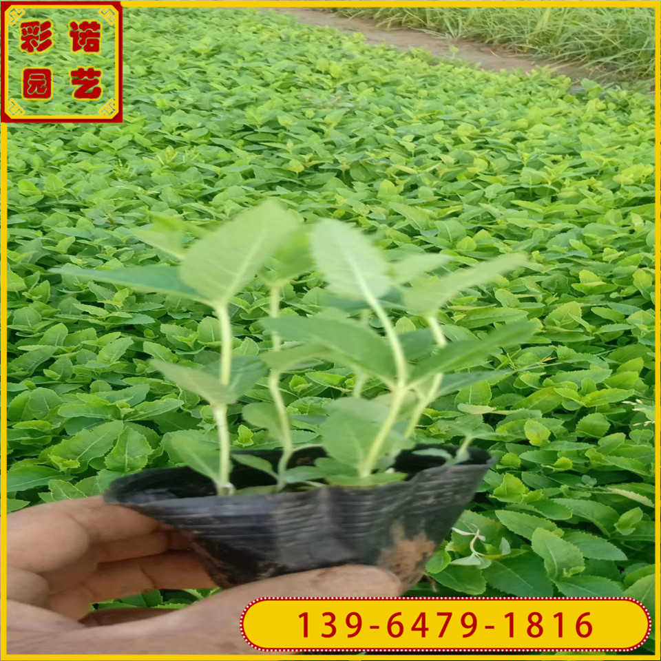 5-7月开花的花卉桔梗花杯苗 绿化用桔梗花小苗的价格 
