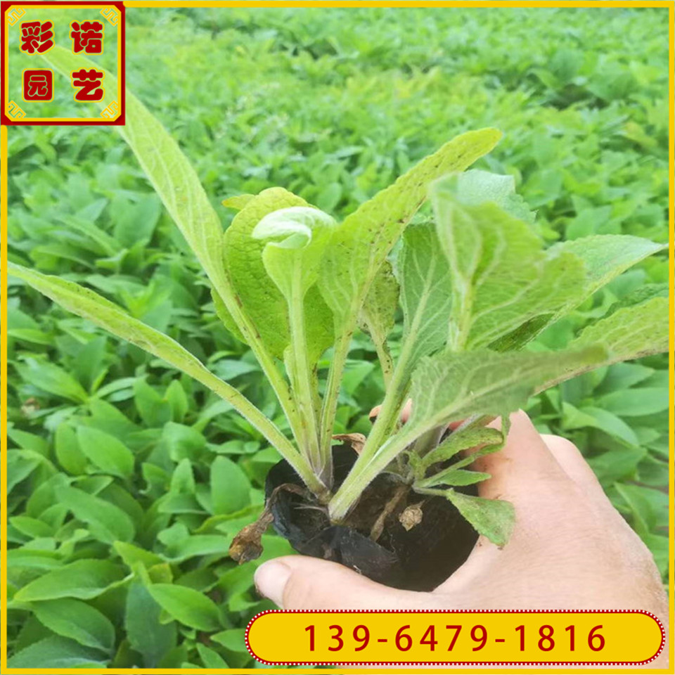 地被盆栽植物毛地黄苗  观花植物毛地黄种苗 园林植物工程苗