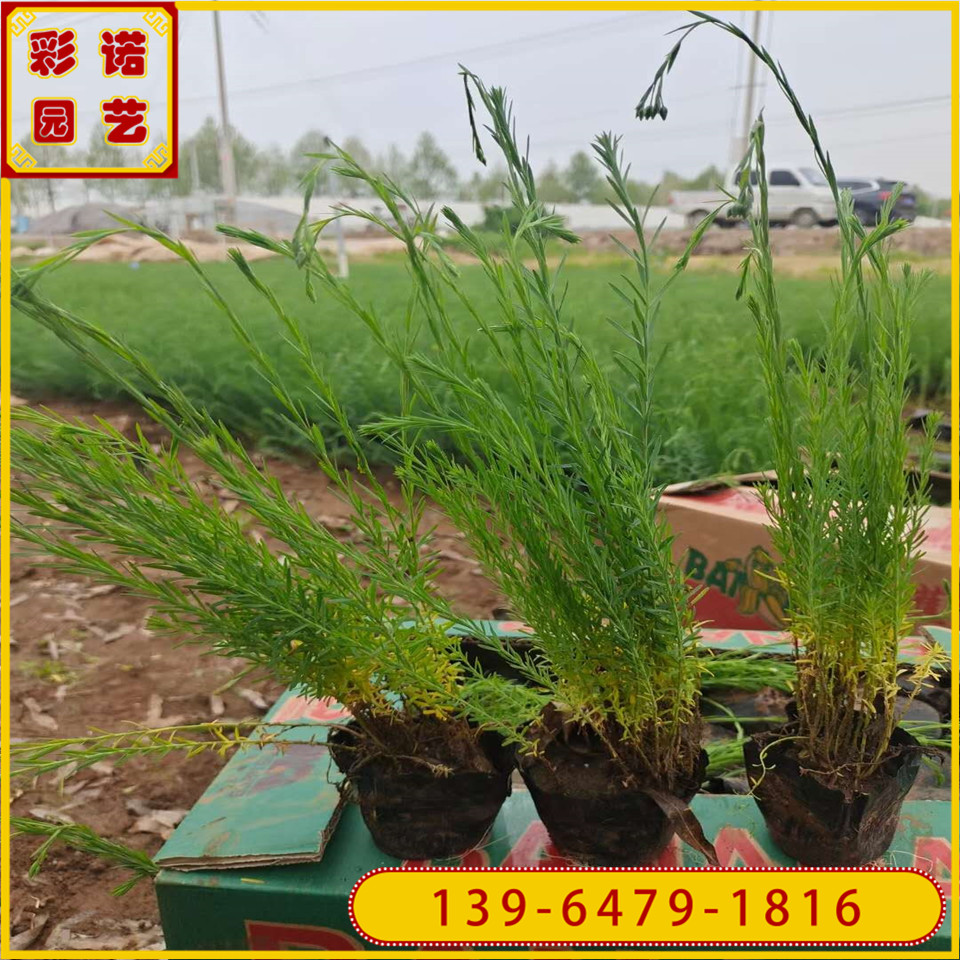 兰亚麻绿化苗供应 蓝亚麻营养袋苗 宿根植物蓝亚麻花苗