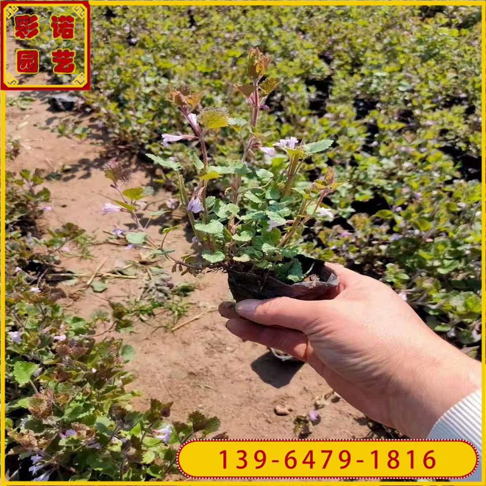 多年生草花连钱草小苗  工程绿化苗连钱草种苗 山东连钱草供应