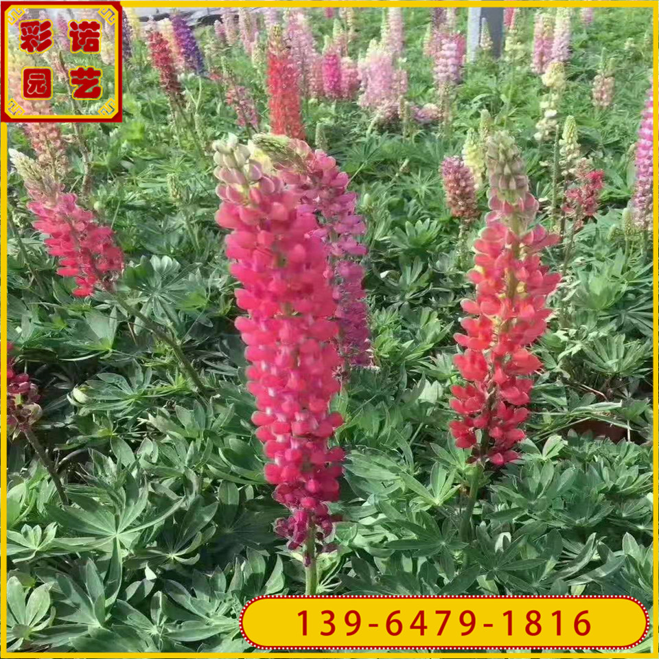 鲁冰花易成活杯苗 耐旱耐寒多年生羽扇豆花苗 花卉鲁冰花小苗