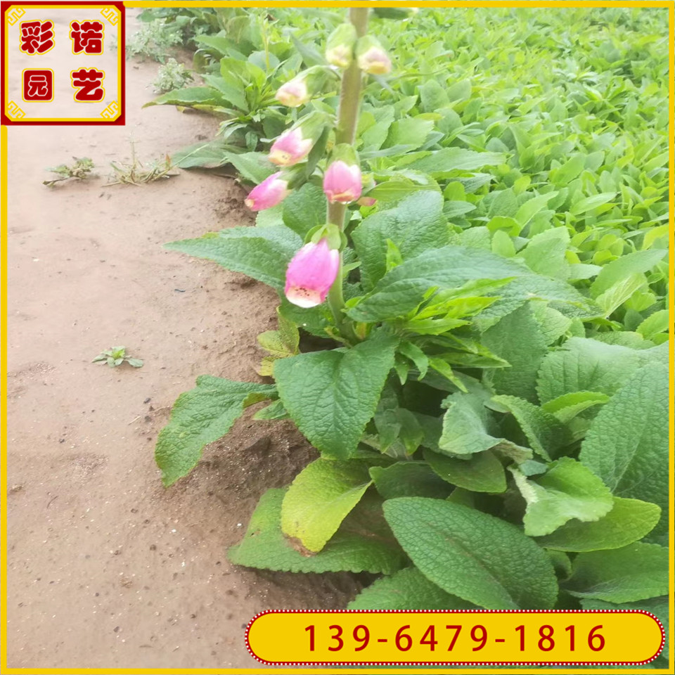 山东毛地黄小苗批发基地 毛地黄绿化工程苗 公园小区工程苗