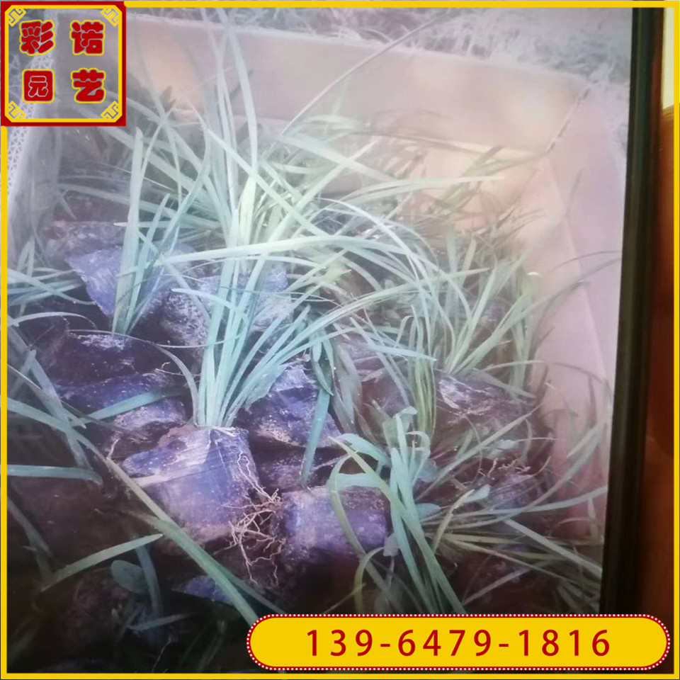 绿化用苗兰花三七小苗 基地供应多芽兰花三七苗 