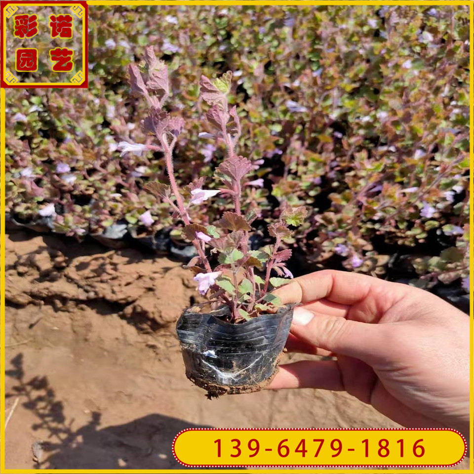 爬坡覆盖地面植物连钱草苗 青州连钱草小苗价格