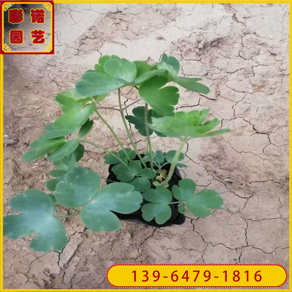 大花耧斗菜花苗 大量供应耧斗菜小苗 宿根花卉猫爪花杯苗