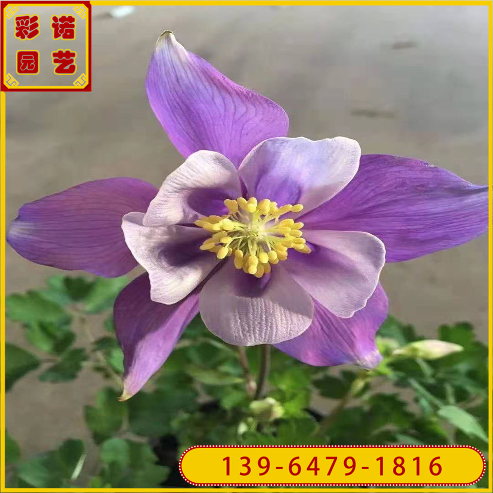 猫爪花苗 大花耧斗菜种苗批发 厂家供应漏斗菜营养袋苗